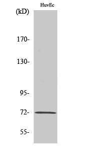 Western blot analysis of various cells using Anti-SHP-2 (phospho Tyr542) Antibody