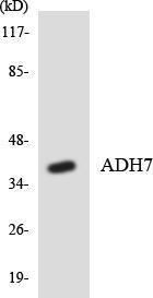 Western blot analysis of the lysates from HeLa cells using Anti-ADH7 Antibody