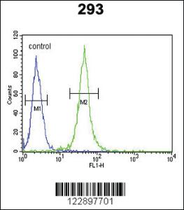 Anti-FOXC1 Rabbit Polyclonal Antibody