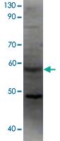 Anti-F2RL2 Rabbit Polyclonal Antibody