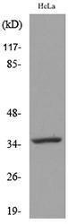 Anti-pro Caspase 3 Rabbit Polyclonal Antibody