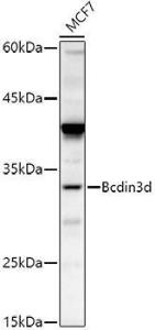 Western blot analysis of extracts of MCF7 cells, using Anti-Bcdin3d Antibody (A305739) at 1:500 dilution. The secondary Antibody was Goat Anti-Rabbit IgG H&L Antibody (HRP) at 1:10000 dilution. Lysates/proteins were present at 25 µg per lane