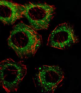 Anti-FADS2 Rabbit Polyclonal Antibody (FITC (Fluorescein Isothiocyanate))