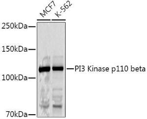 Western blot analysis of extracts of various cell lines, using Anti-PI3 Kinase p110 beta Antibody (A12740) at 1:1,000 dilution. The secondary antibody was Goat Anti-Rabbit IgG H&L Antibody (HRP) at 1:10,000 dilution.