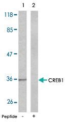 Anti-CREB1 Rabbit Polyclonal Antibody