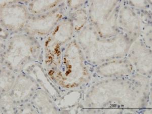 Anti-ESM1 Mouse Monoclonal Antibody [clone: 6D4]