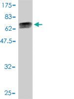 Anti-DNAJA4 Mouse Monoclonal Antibody [clone: 4B4-1F2]