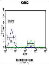 Anti-KIR3DS1 Rabbit Polyclonal Antibody (APC (Allophycocyanin))