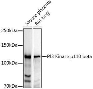 Western blot analysis of extracts of various cell lines, using Anti-PI3 Kinase p110 beta Antibody (A12740) at 1:1,000 dilution. The secondary antibody was Goat Anti-Rabbit IgG H&L Antibody (HRP) at 1:10,000 dilution.