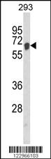 Anti-AIFM1 Rabbit Polyclonal Antibody