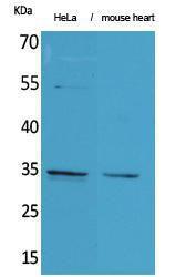 Anti-pro Caspase 3 Rabbit Polyclonal Antibody