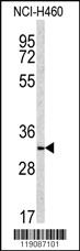 Anti-RANBP3L Rabbit Polyclonal Antibody