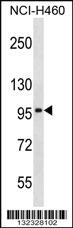 Anti-SLC8A3 Rabbit Polyclonal Antibody