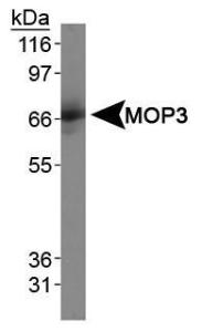 Anti-BMAL1 Rabbit Polyclonal Antibody