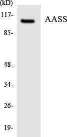 Anti-AASS Rabbit Polyclonal Antibody