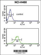 Anti-RANBP3L Rabbit Polyclonal Antibody