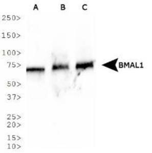 Anti-BMAL1 Rabbit Polyclonal Antibody