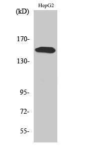 Antibody anti-PLCG2 phospho TYR753 100 µg