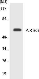 Antibody anti-ARSG A96237-100 100 µg