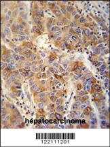 Anti-SCLT1 Rabbit Polyclonal Antibody