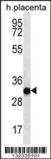 Anti-COPS7A Rabbit Polyclonal Antibody