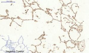 Anti-pro Caspase 3 Rabbit Polyclonal Antibody