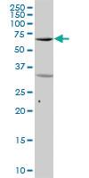 Anti-SYK Mouse Polyclonal Antibody