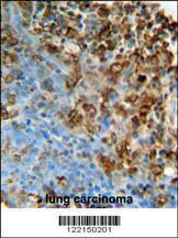 Anti-ITPA Rabbit Polyclonal Antibody