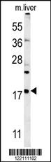 Anti-SCLT1 Rabbit Polyclonal Antibody