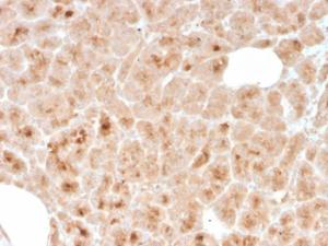 Anti-LMO2 Mouse Recombinant Antibody [clone: rLMO2/1971]