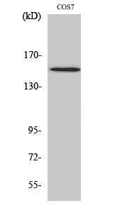 Western blot analysis of various cells using Anti-PLCG1 (phospho Tyr771) Antibody