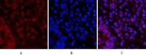 Anti-pro Caspase 3 Rabbit Polyclonal Antibody