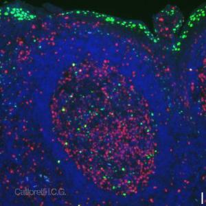 Anti-Oval Cell Marker Rat Monoclonal Antibody (DyLight® 488) [clone: OC2-1C6]