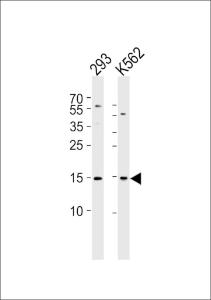 Anti-H2AFX Rabbit Polyclonal Antibody