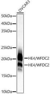 Antibody A305740-100 100 µl