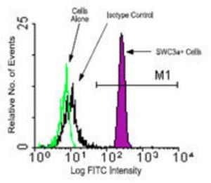 Anti-RTF1 Rabbit Polyclonal Antibody