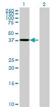 Anti-TTLL1 Mouse Polyclonal Antibody