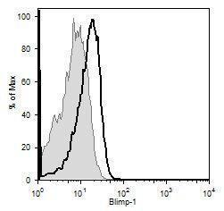 Anti-Blimp-1 Mouse Monoclonal Antibody [clone: 3H2-E8]