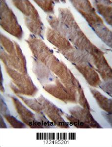 Anti-C1QL3 Rabbit Polyclonal Antibody