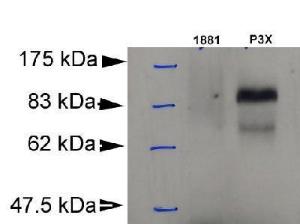 Anti-Blimp-1 Mouse Monoclonal Antibody [clone: 3H2-E8]