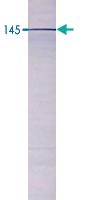 Anti-PDE3B Rabbit Polyclonal Antibody