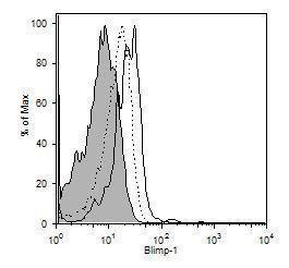 Anti-Blimp-1 Mouse Monoclonal Antibody [clone: 3H2-E8]