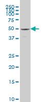 Anti-SAMM50 Mouse Monoclonal Antibody [clone: 2A9]