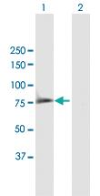 Anti-SYK Mouse Polyclonal Antibody