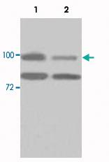 Anti-HSP90AB1 Rabbit Polyclonal Antibody