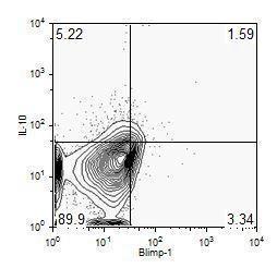 Anti-Blimp-1 Mouse Monoclonal Antibody [clone: 3H2-E8]