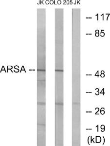 Western blot analysis of lysates from Jurkat and COLO cells using Anti-ARSA Antibody. The right hand lane represents a negative control, where the antibody is blocked by the immunising peptide.