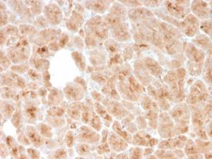 Anti-LMO2 Mouse Recombinant Antibody [clone: rLMO2/1971]