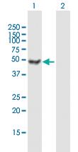 Anti-ATXN10 Mouse Polyclonal Antibody