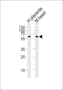 Anti-PPARG Rabbit Polyclonal Antibody